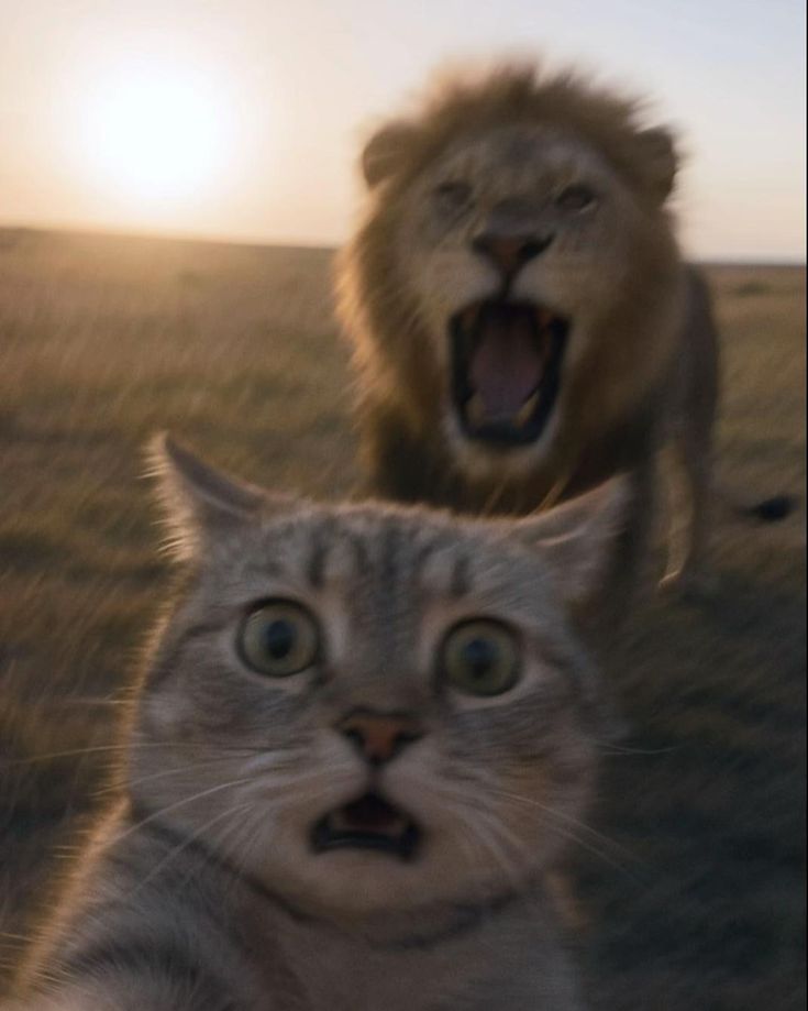 The Pets 𝕏 tweet media
