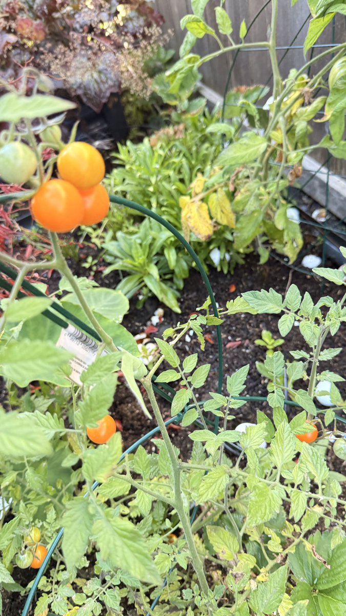 காரிகை 🌙🦋♥️ tweet media