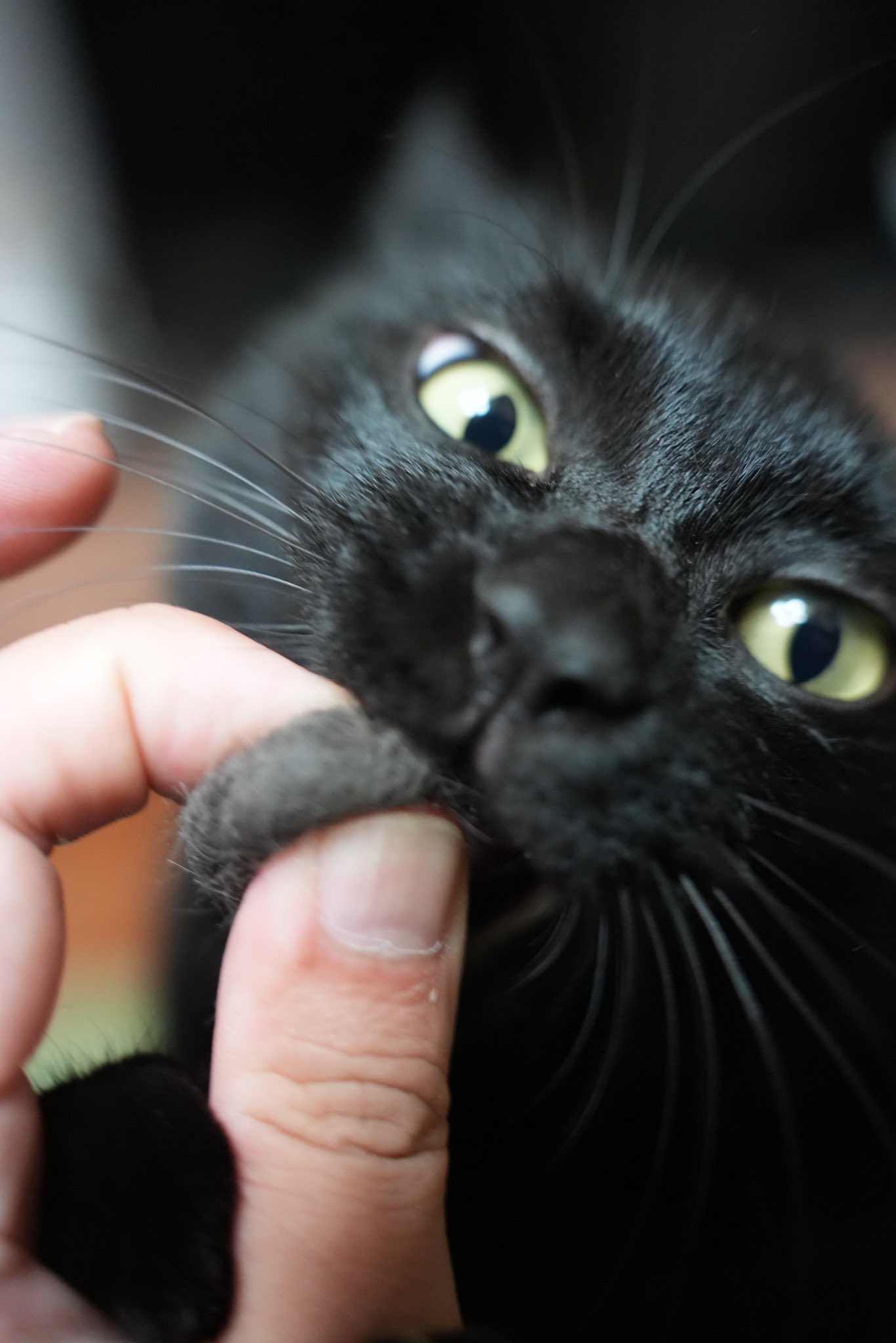 黒猫つくねちゃん太しっぽ on X: 