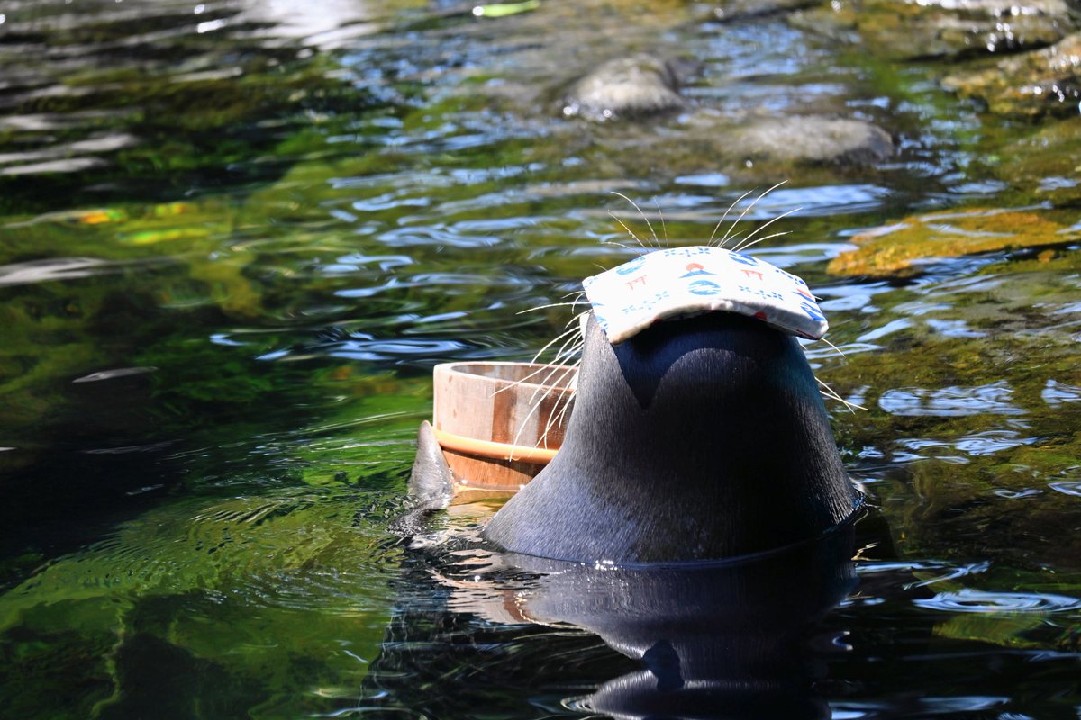 けっこう気に入ってる写真
頑張るアッシュくんの後ろ姿🦭

2025/08/15📷️　アッシュくん
#箱根園水族館　#バイカルアザラシ