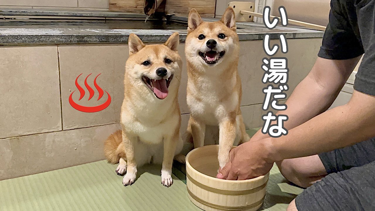 ママ柴ちゃん ママが体調不良なので柴犬と男ふたりで誕生日を準備した結果