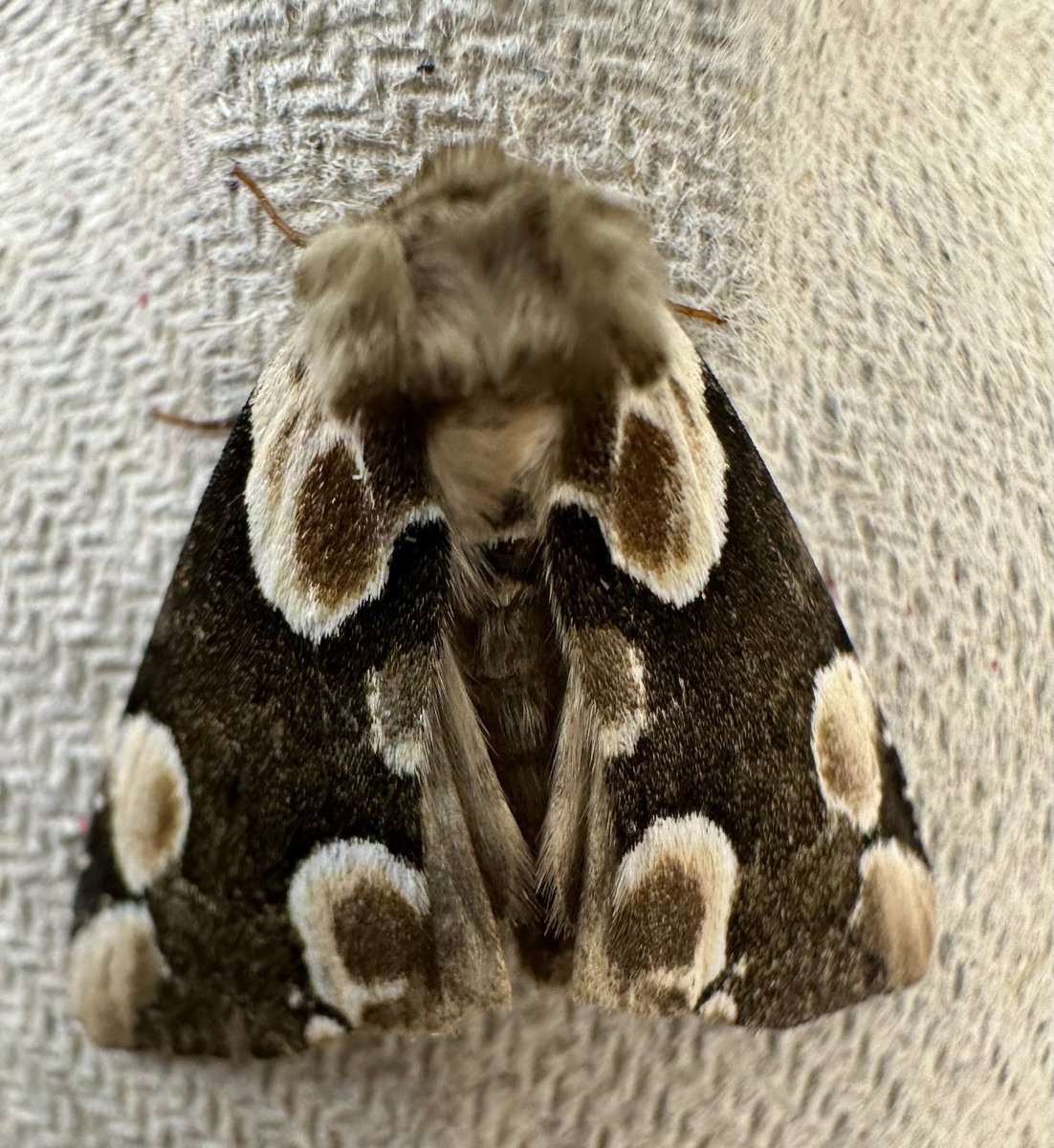 Wildlife Protector 2025 🍃💚🍃🦉 tweet media