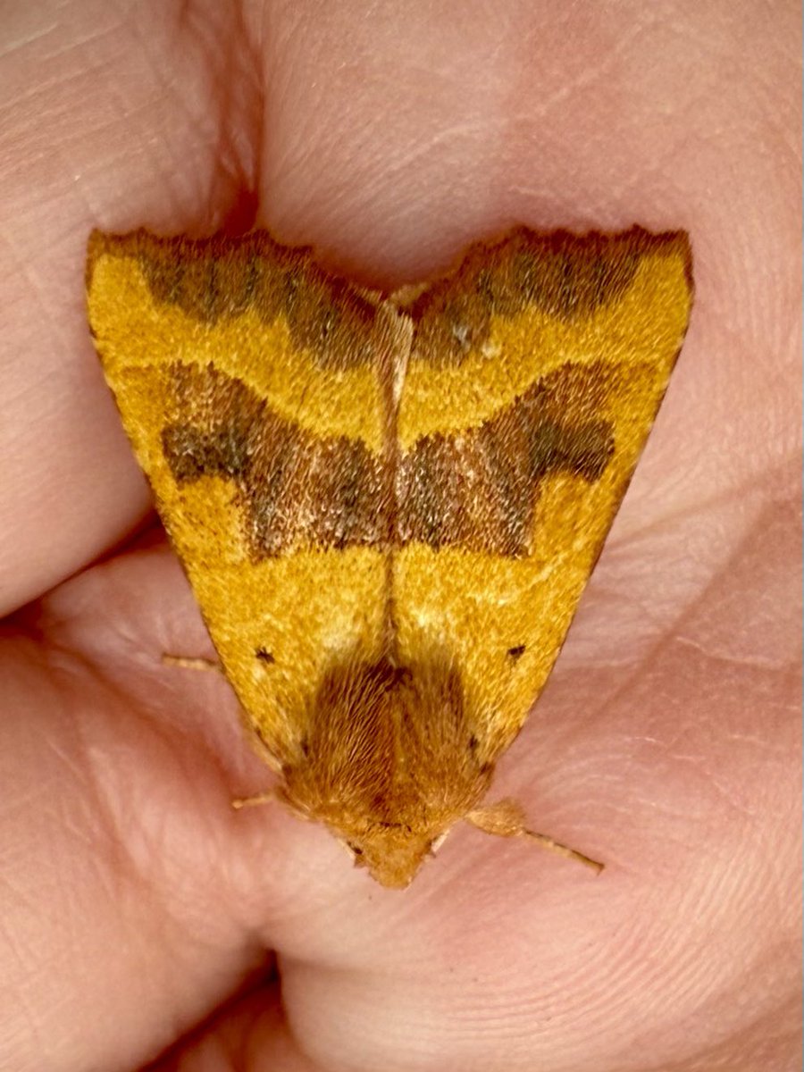 Wildlife Protector 2025 🍃💚🍃🦉 tweet media