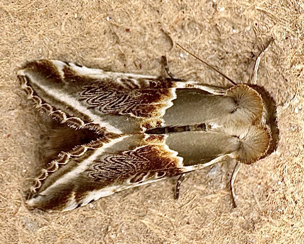 Wildlife Protector 2025 🍃💚🍃🦉 tweet media