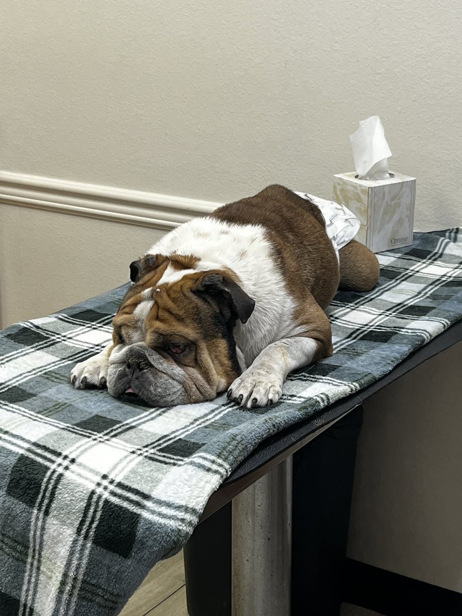 jtcdylan1's tweet photo. jabba da pup (aka jawbs): 1/4/17-8/15/25 
🐾🕊️❤️

thank you for being the best dog ever. i love and miss you so much 

(pics presented are his finals 8hrs of life) https://t.co/9oMWcCCTbv