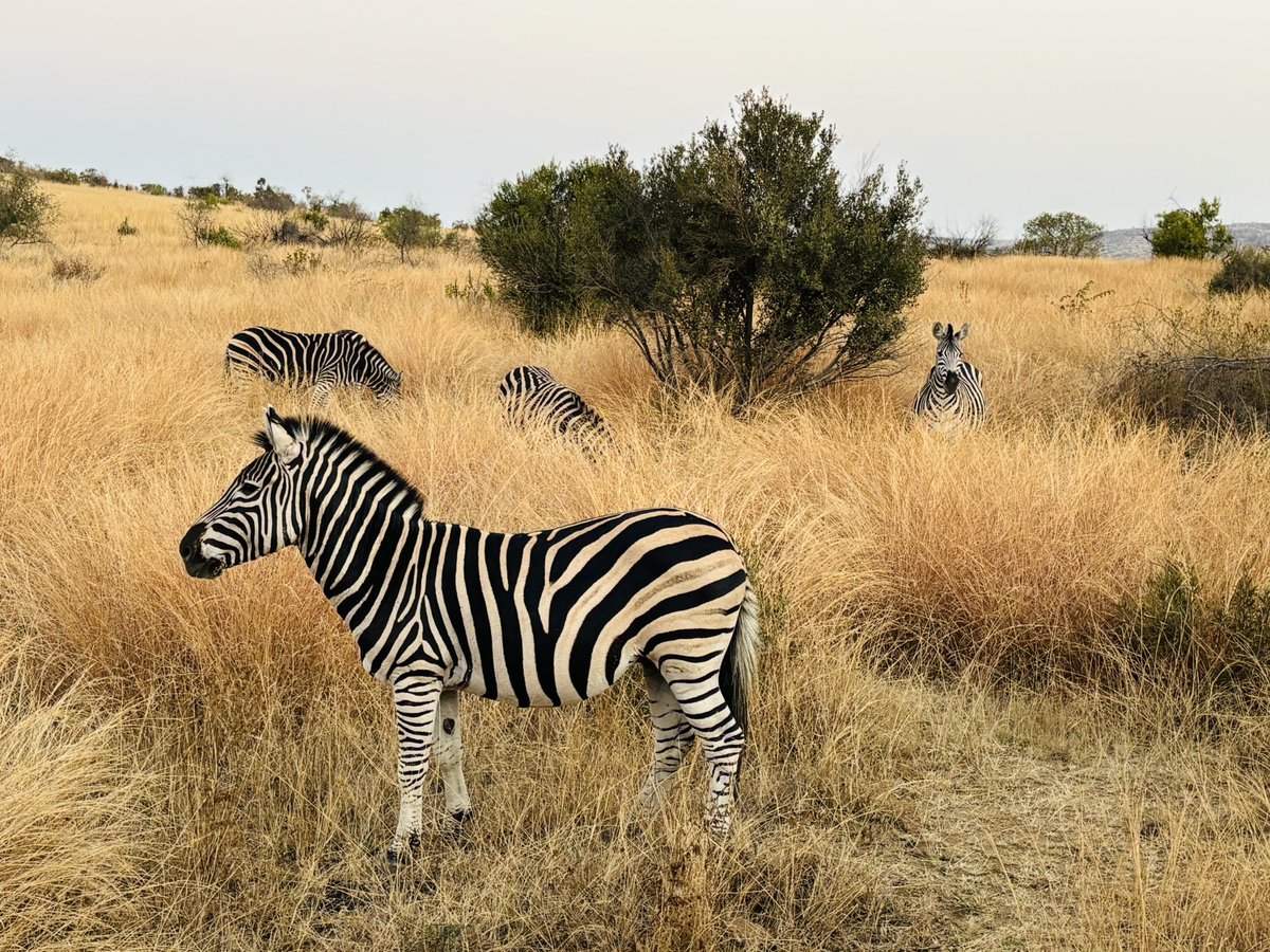 Been busy in the bush over last 48 hours #wellnessgoals 🇿🇦