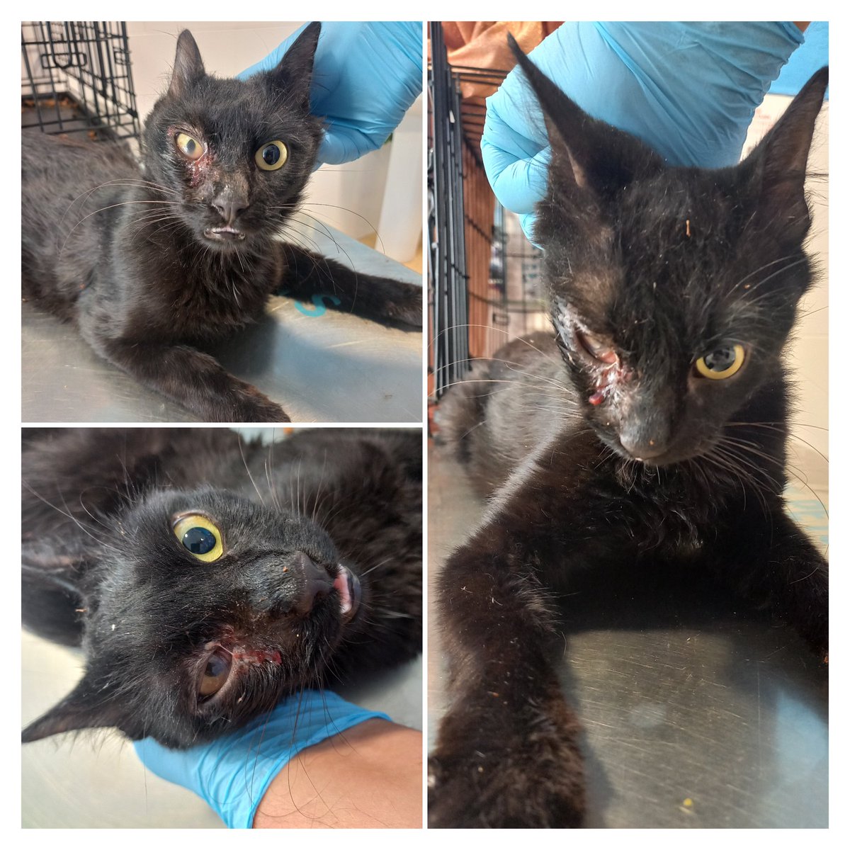 Avui hem portat al veterinari un gat amb l’ull molt malament 💔

Això ens és un gran esforç econòmic. Ens podeu ajudar fent una donació:

🏦 Compte bancari: ES69 3025 0020 1014 0002 2102

o unint-vos al nostre Teaming amb només 1 € al mes 👉 teaming.net/aaab

Gràcies  ❤️