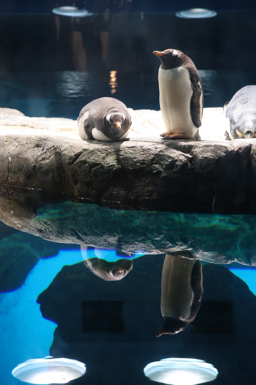 ジェンツー　ペンギン　剥製 ジェンツーペンギン - Cerca / X