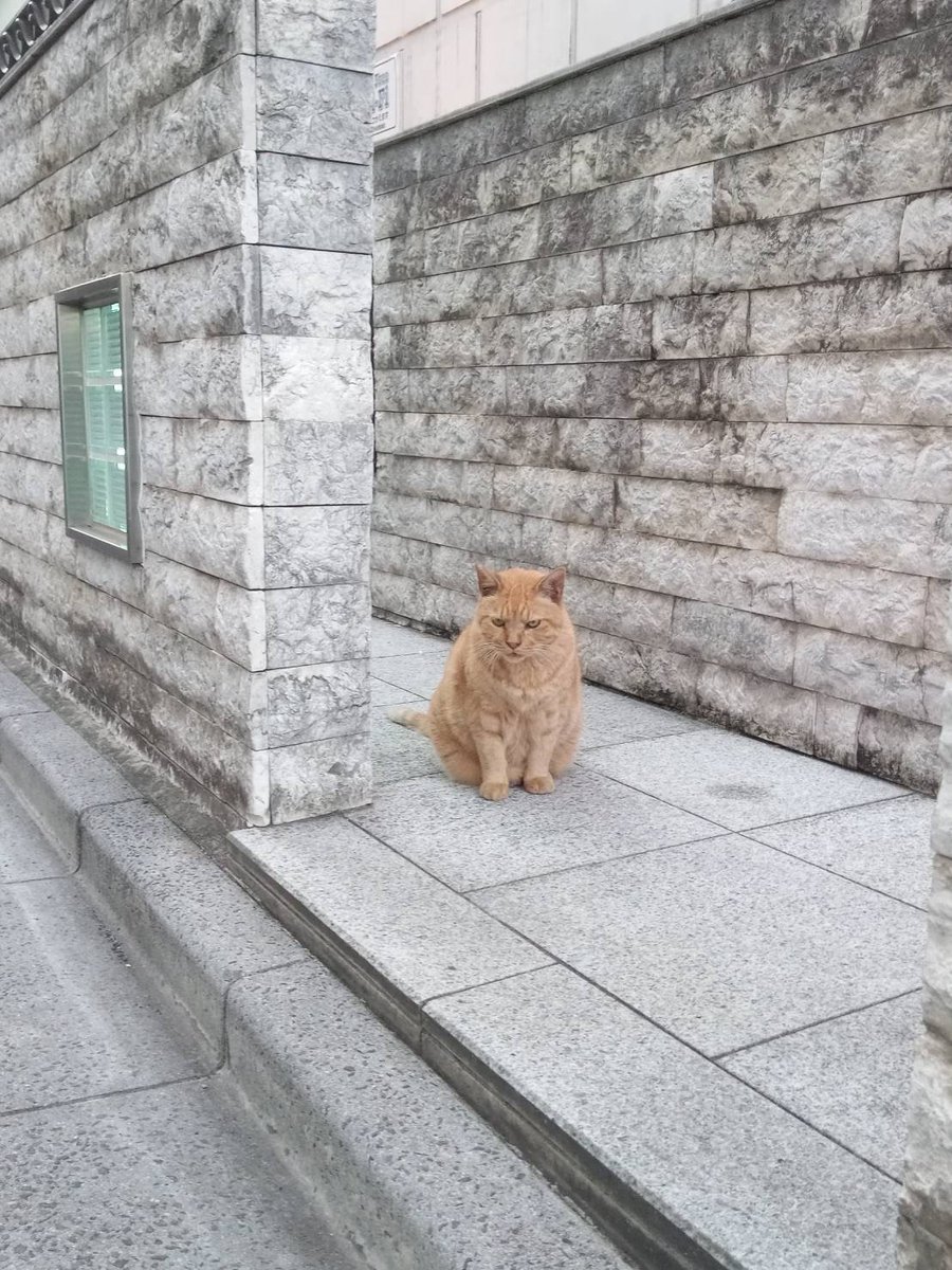 unsinkableccat9's tweet photo. 朝に出会ったニャン https://t.co/zqIQ3YGDzo