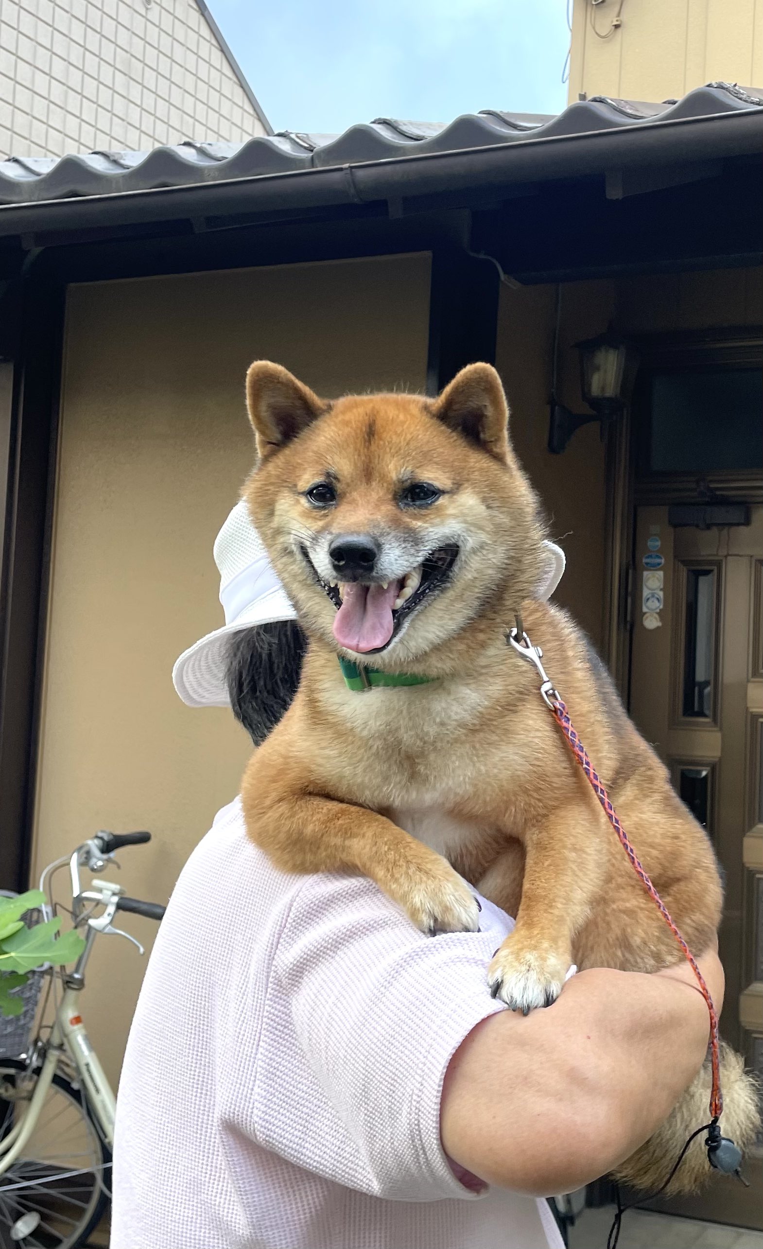 芝犬です。 6230 柴犬伏せ：おもちゃ：百町森