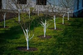 #عجينة_بردو 

تطلي بها  ساق الأشجار بالجير وكبريتات  النحاس  هذه الطريقة تجمع بين الجير وكبريتات النحاس كدرع واقٍ طبيعي ضد العديد من الآفات والأمراض، وتساهم في تحسين صحة الشجرة ومظهرها العام

ماهي فوائد طلاء جذوع الأشجار
تحمي من الآفات والأمراض وتعمل طبقة الطلاء كحاجز فيزيائي