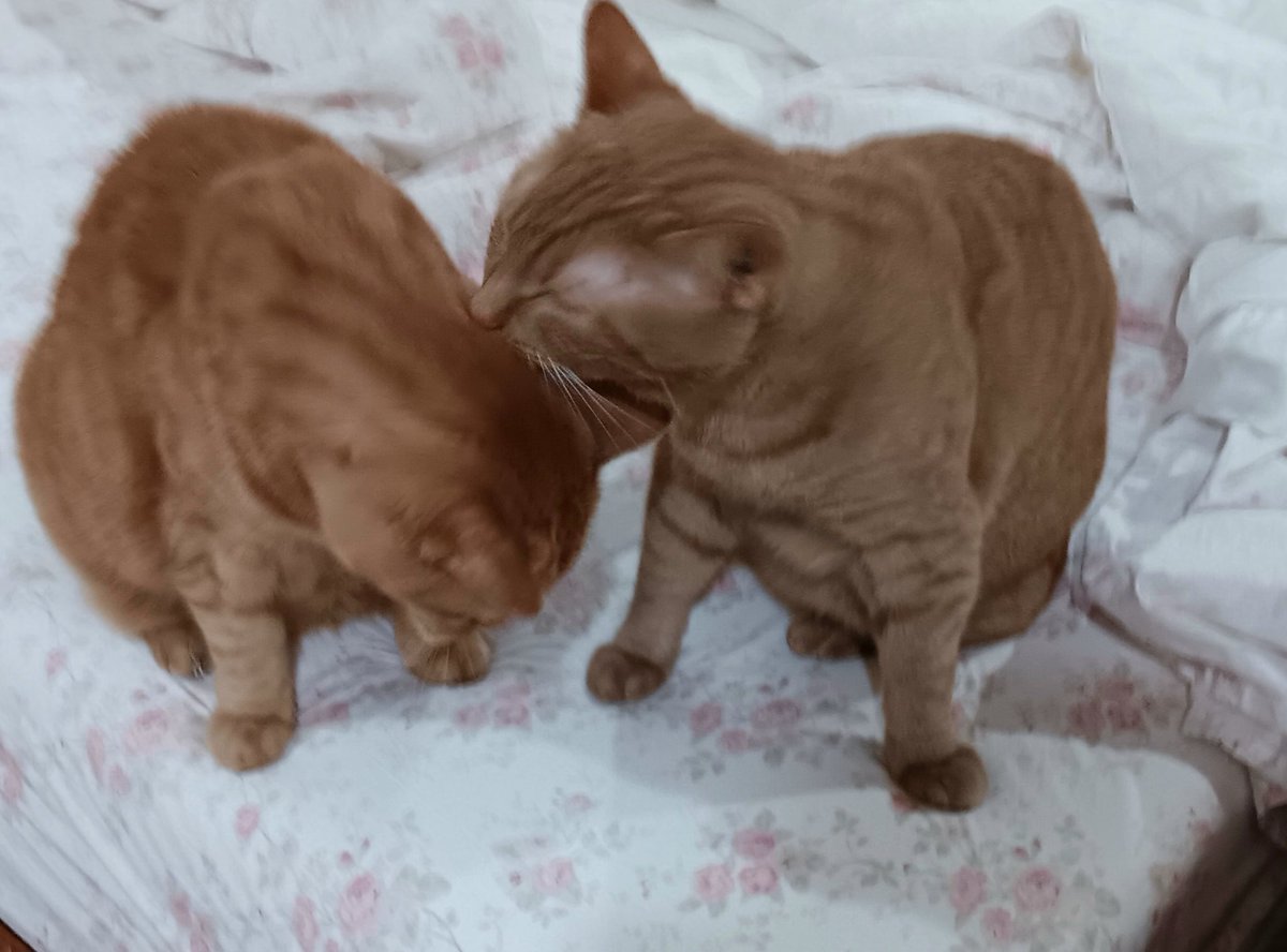 My boys! Benji getting good night kisses from Cheeto Willie Mays. 🐈🐈🐈‍⬛ I hope you have a wonderful #caturday!