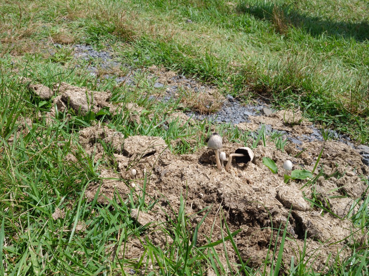 旅行最終日！！
一枚目を撮るのに結構時間がかかってしまった
4枚目はなんか馬のフンらしきところからキノコが生えてたから撮った
明日ぐらいにでもオフショとかちょびっとあげよう