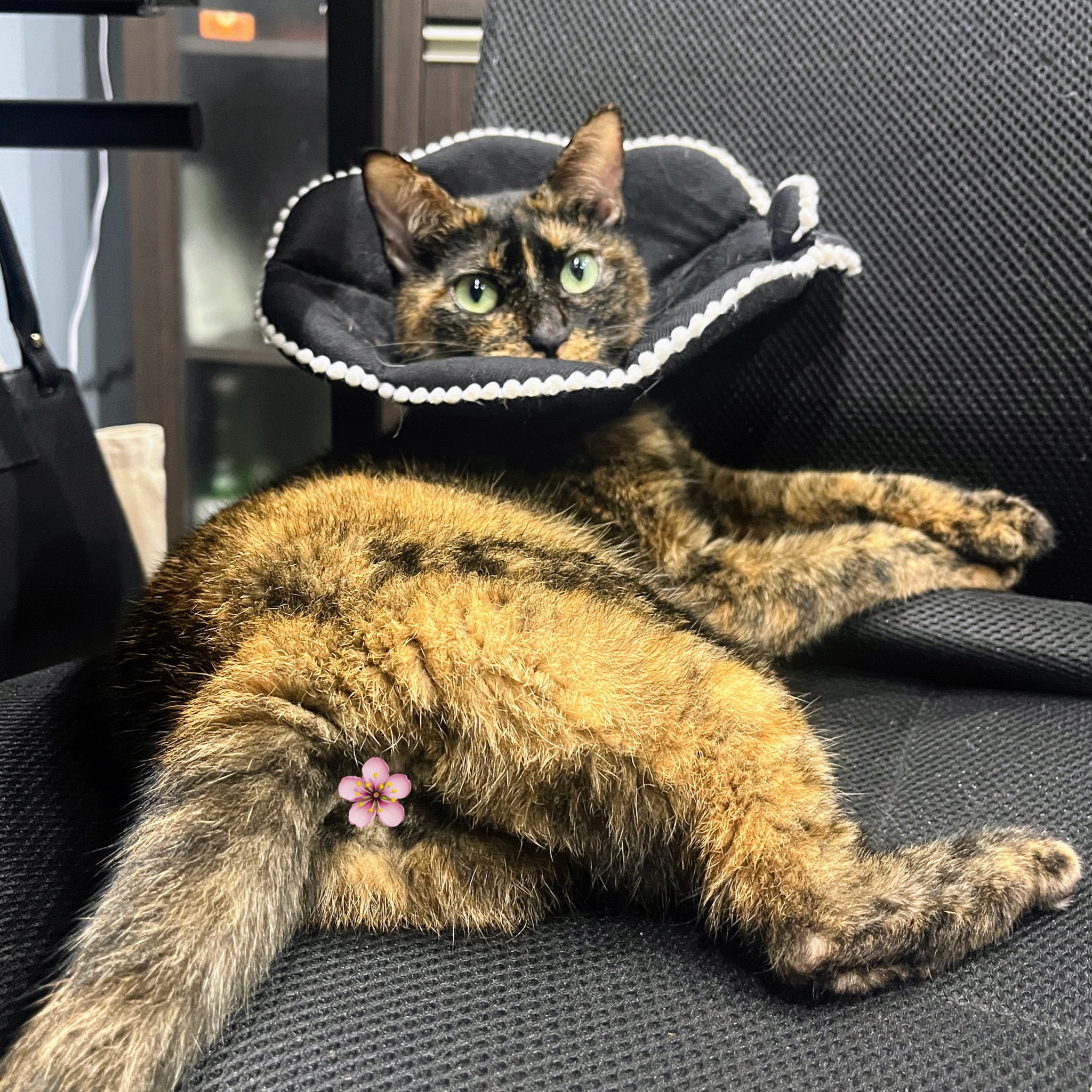 真は錆猫が好き 96_Tear.jpg?v=1680842350&width