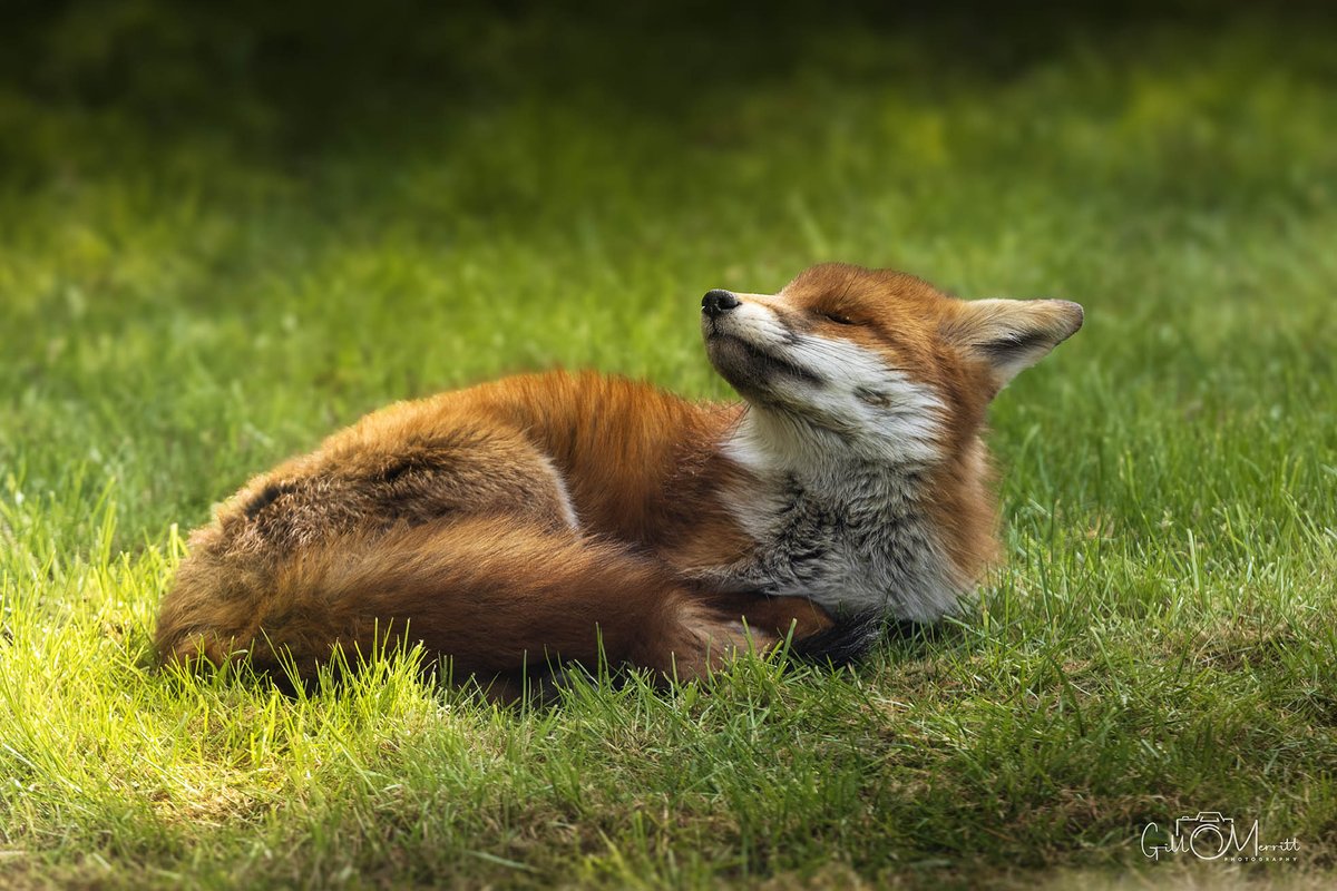 Gill Merritt tweet media