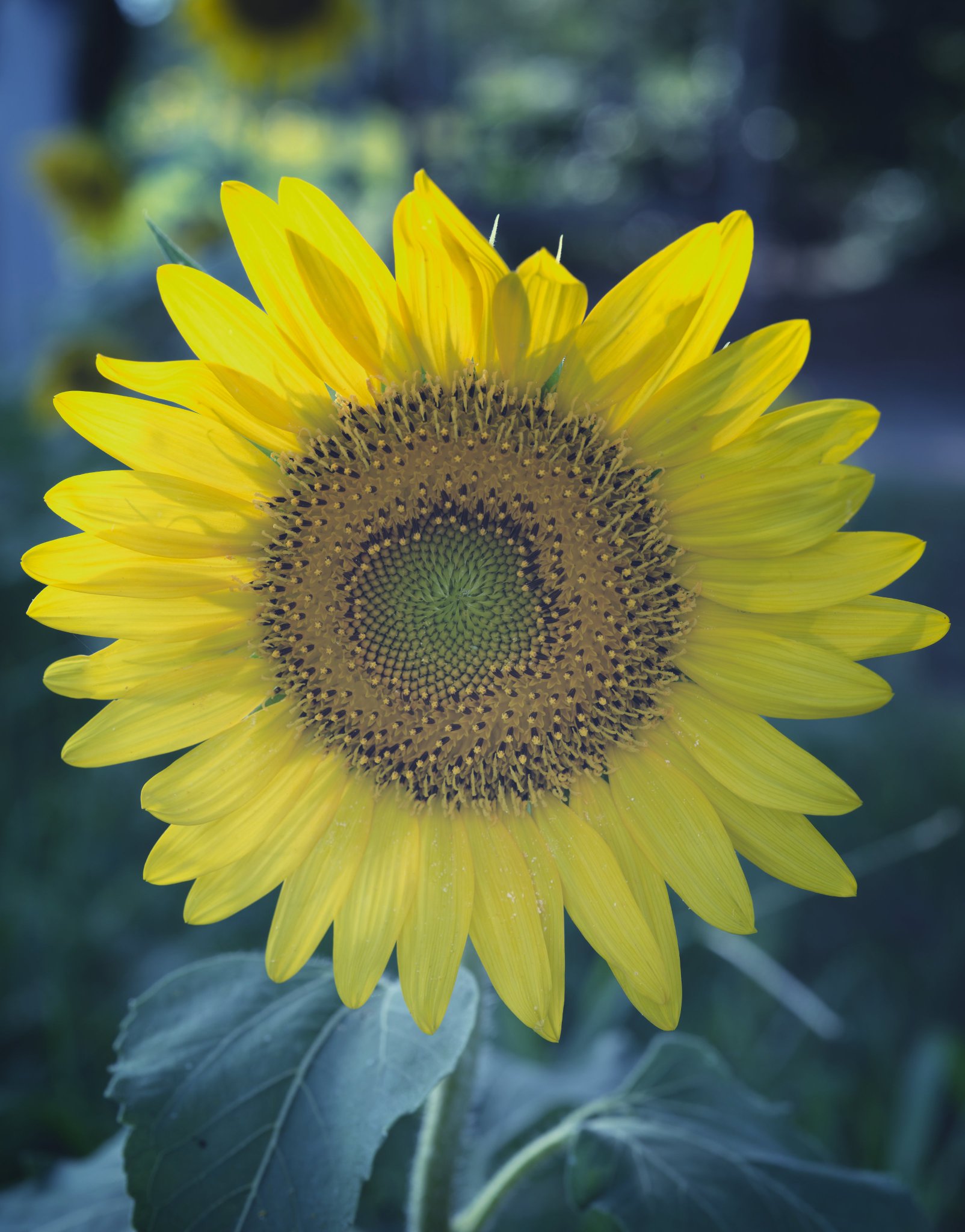 ❤️ひまわり様❤️写真 ひまわり🌻と天の川 2024/8/2撮影 ひまわりと撮って見ました