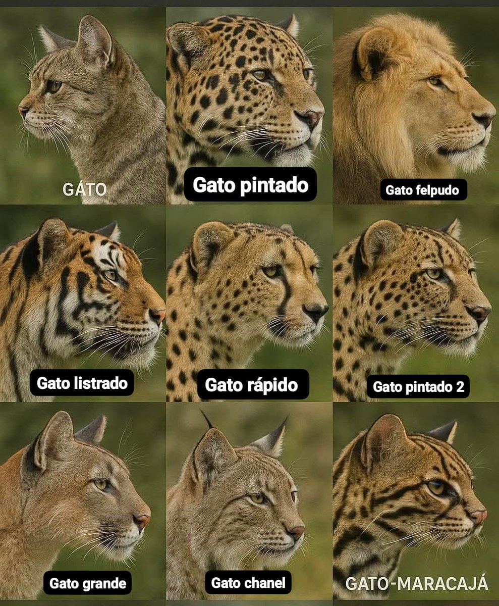 Lied_Lucca's tweet image. 