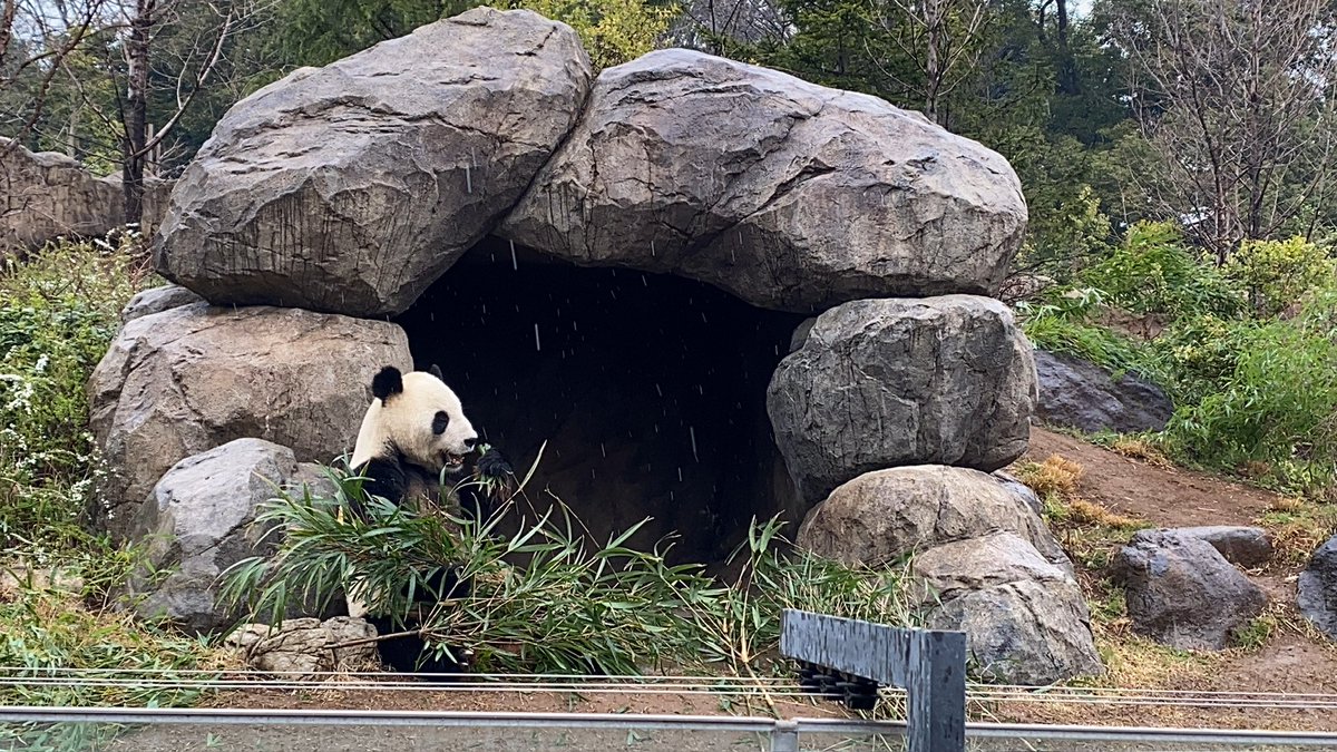 リーリー🌰お誕生日おめでとう✨
ハタチだね🎶
中国でもリーリーらしく、美味しく、楽しく過ごしてね💕
📷2024/03/12
#上野動物園
#ジャイアントパンダ
#パンダ
#リーリー
#力力
#比力