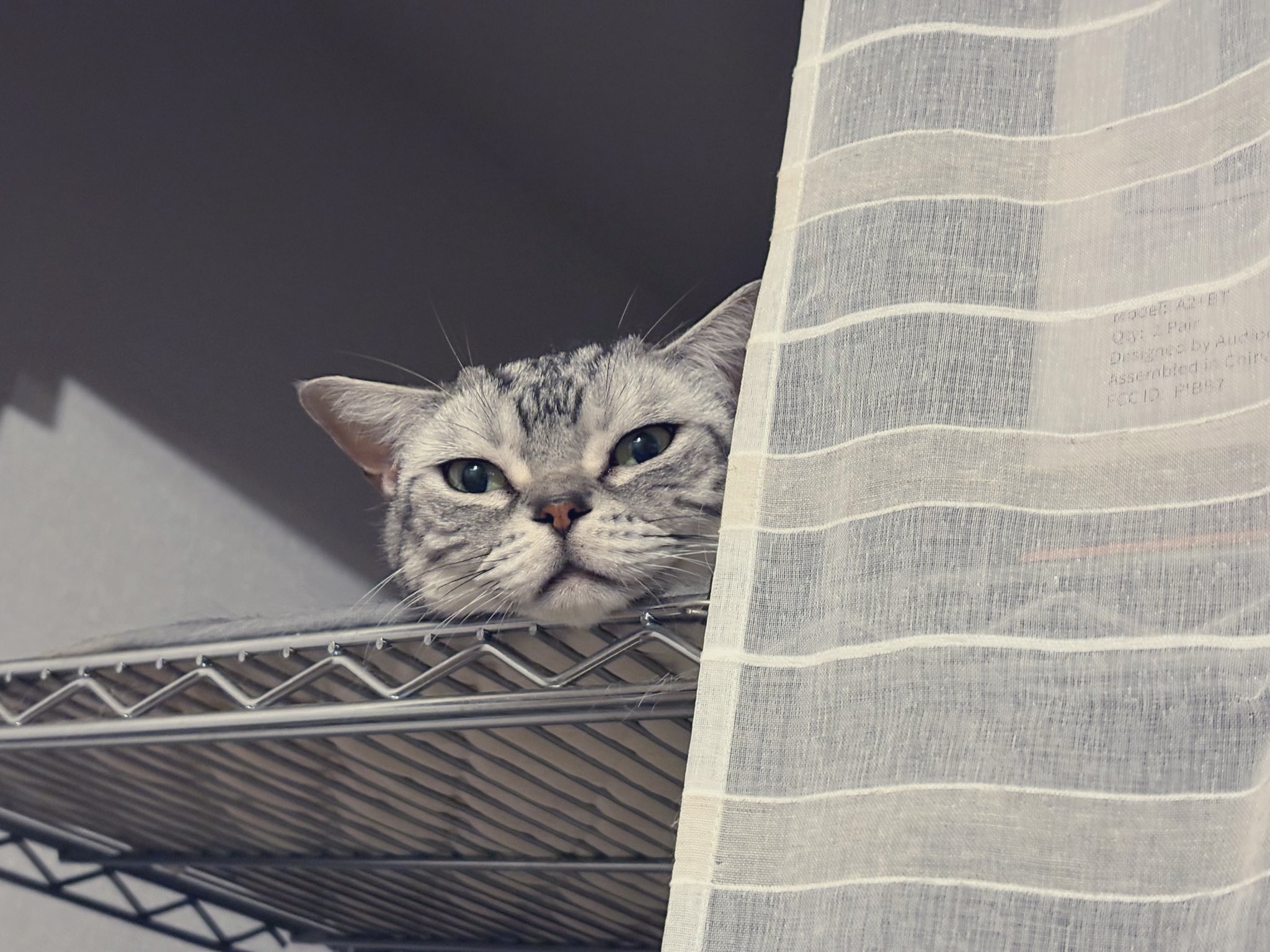 ーーーー　NANA猫⿴nananeko666  ーーーー なつ🌿 on X: 