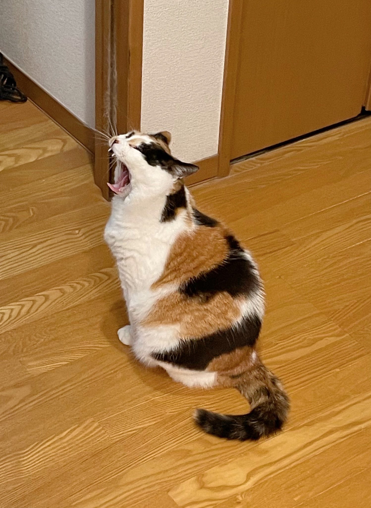にゃんころもち にゃんころもち。 - LINE スタンプ | LINE STORE