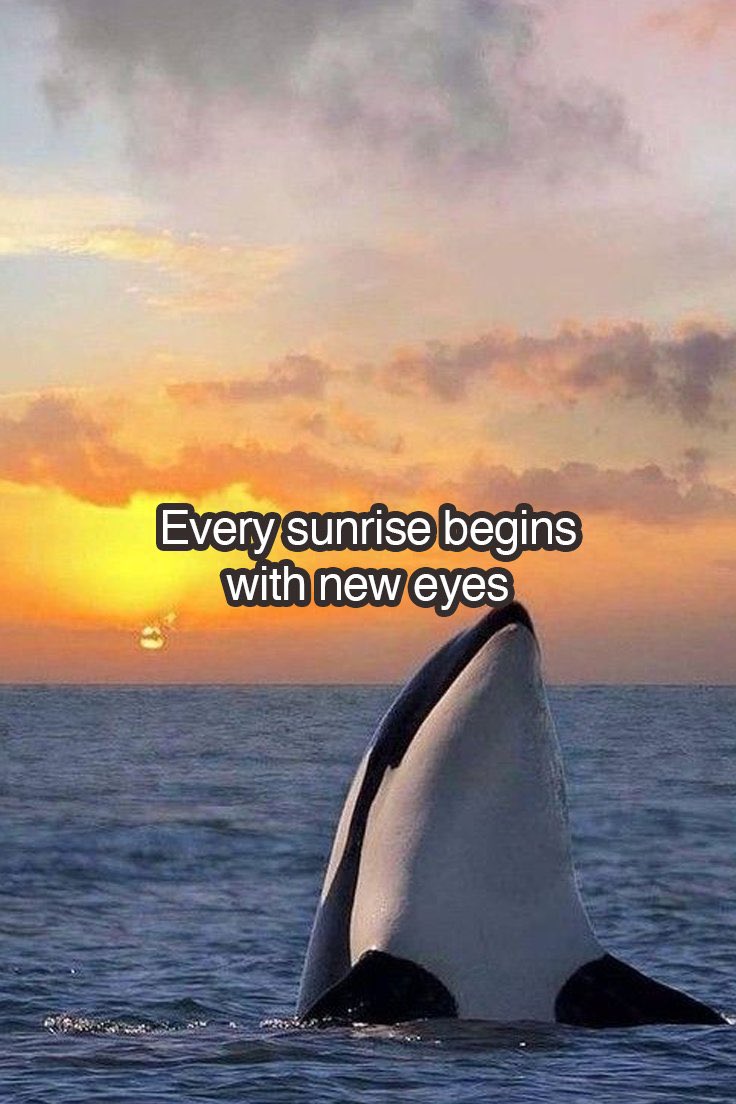 Don’t be shakeouted

$Orcasm is your retirement play✅🤑