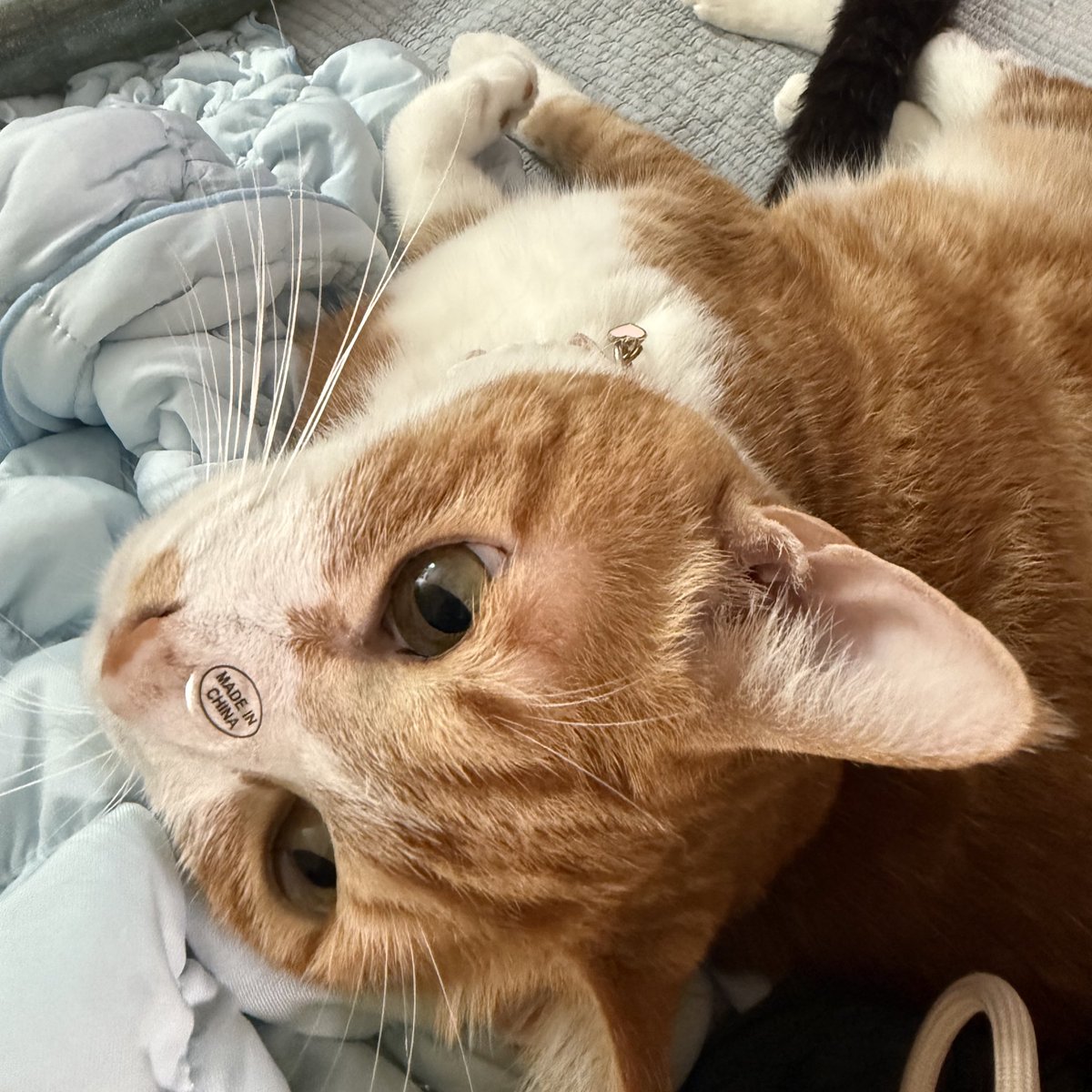 세상 제일 미친 고양이인데 둔함... 묘한 애야. 이런 거 붙여도 모름