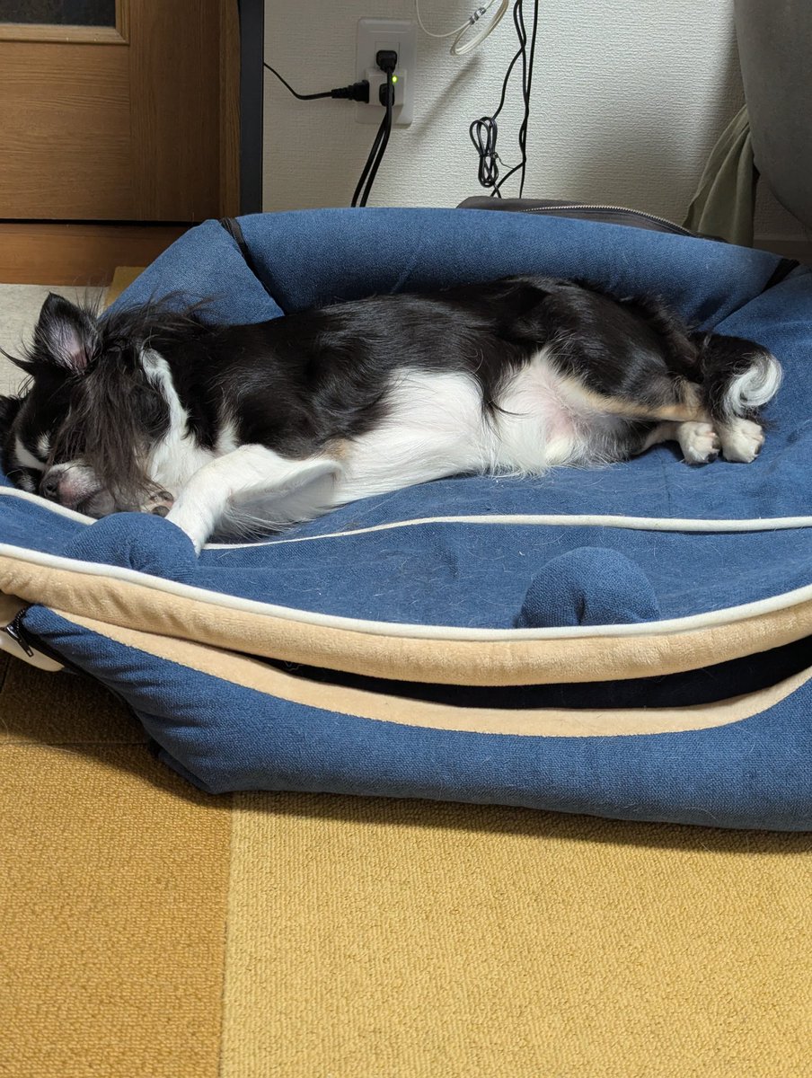 chiwawa_goro's tweet photo. 舌が…
そして疲れた…みたい…
#チワワ
#犬 https://t.co/m0A1i9nA9l