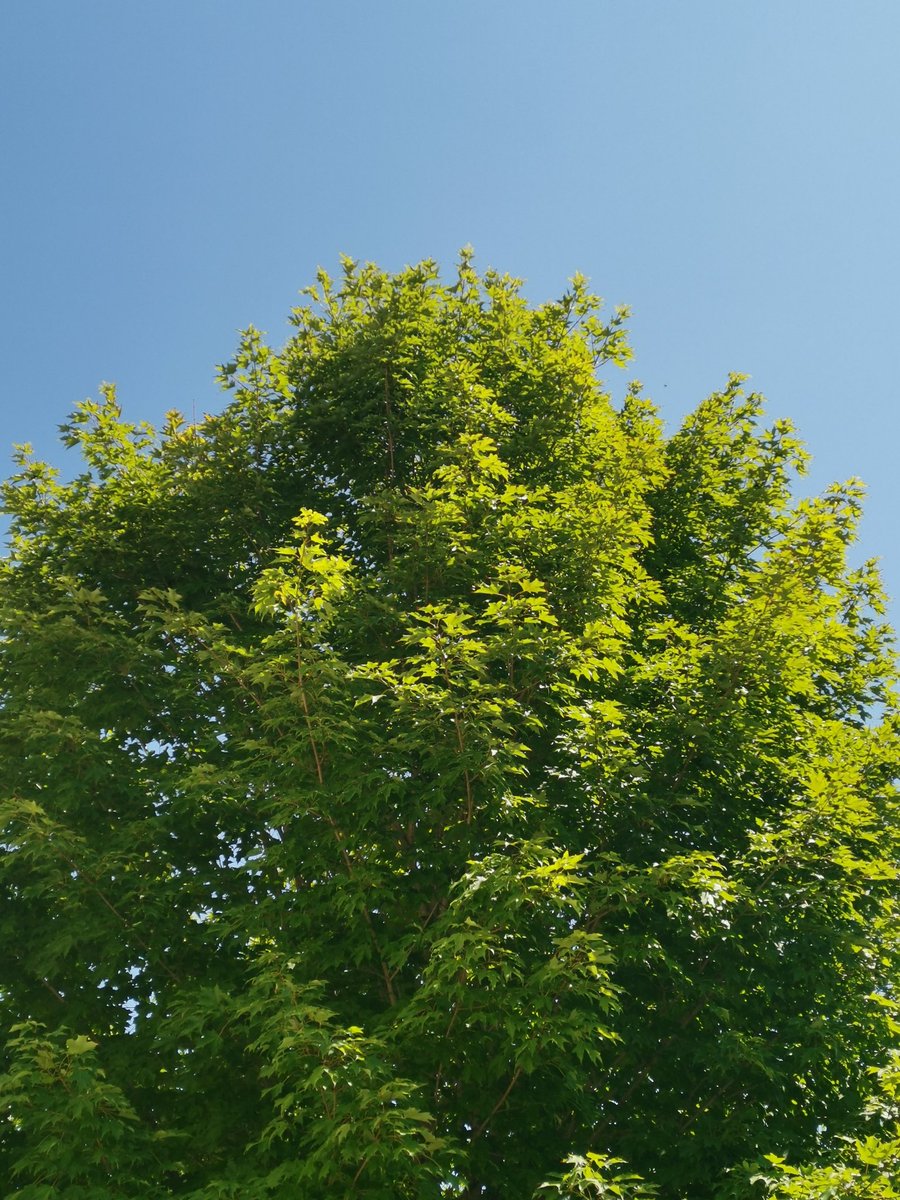 ShumonaIqbal's tweet image. #mapletree