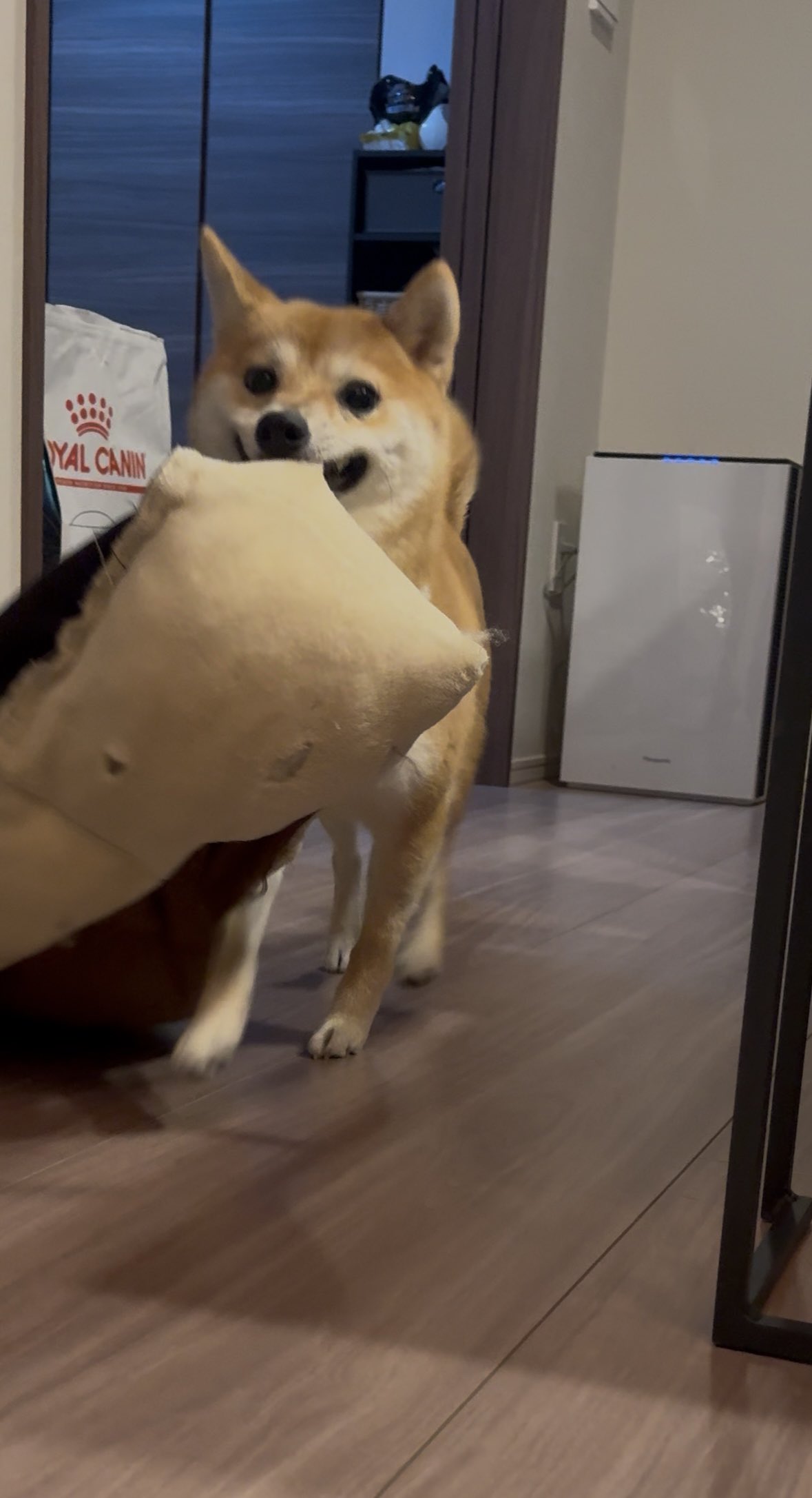 茶しばきいぬ 61QIeLLQnTL.jpg