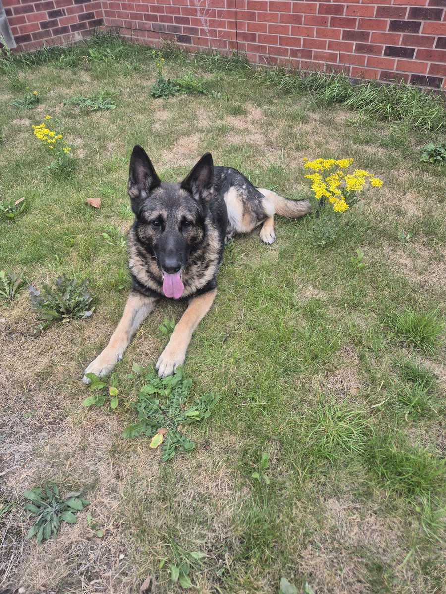 Please help me raise for <a href="/Heropawsuk/">HERO PAWS</a> Go read my story. They saved my life 💙 heropawsuk.enthuse.com/pf/scotty-lov