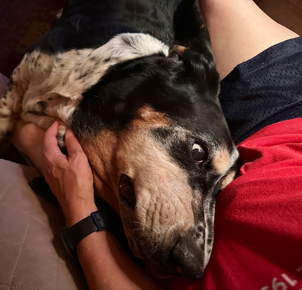 MocklerBassets's tweet image. After a long day of us being away yesterday, I think, the boys missed us. #LapDogs #Velcro