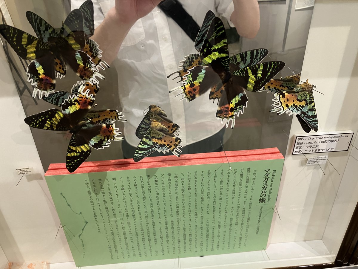 kashitanka's tweet photo. 暇なので博物館の展示を見る。
子供の頃好きだった新モスラのモデルはニシキオオツバメガか？
あとシジミ系は素敵な色のがたくさんいた。 https://t.co/GvQwacKE8k