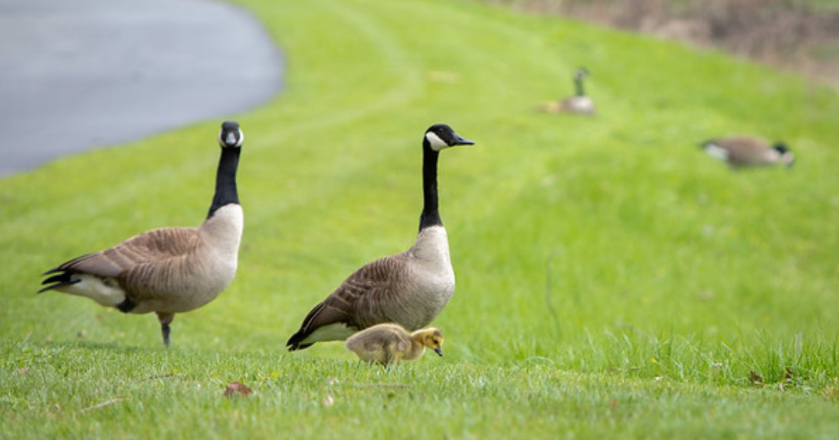 University at Buffalo Alumni (@ubalumni) on Twitter photo Hey, #UBAlumni! 👋 Did you know it's National Tell a Joke Day? We'll go first... Why did the #UBuffalo goose cross the campus? 🪿 To remind everyone who's really in charge here. Now it's your turn, drop your best jokes in the comments. 👇 Hey, #UBAlumni! 👋 Did you know it's National Tell a Joke Day? We'll go first... Why did the #UBuffalo goose cross the campus? 🪿 To remind everyone who's really in charge here. Now it's your turn, drop your best jokes in the comments. 👇