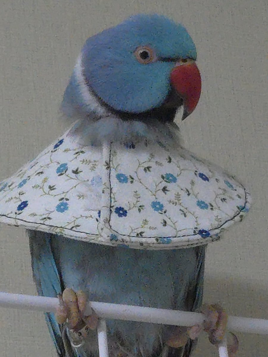 요즘 소다
아파서 넥카라 하고 다니는데 바보같고 귀엽고...
너무 잘 어울림