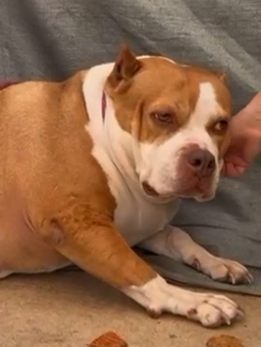 NiallHarbison's tweet photo. Her life was over. Alone and scared in the shelter about to die. 

Look at her now all slim and on her very own couch 🥰🙏 (8/8) https://t.co/wHycpOutaz