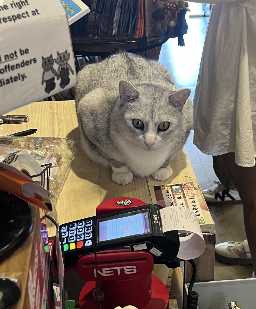 otter store and cat store on the same block 😭😭😭😭 tayvis city over here in singapore