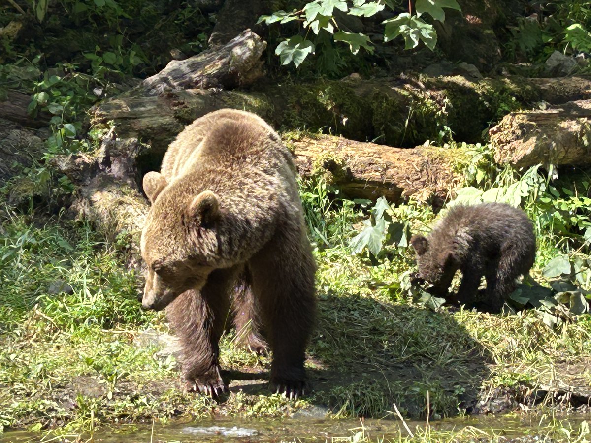 Bear with me …

These are wild but do check out Libearty - the biggest brown bear sanctuary in the world.

millionsoffriends.org/en/libearty/

#Romania