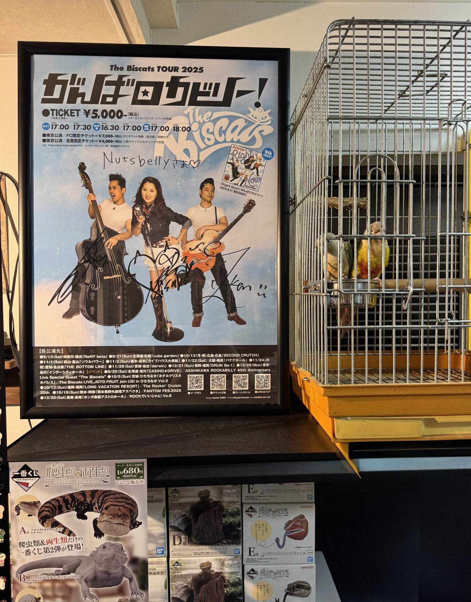【札幌手渡限定】わんこ100% 公式】ドゥカティ札幌 / Ducati Sapporo