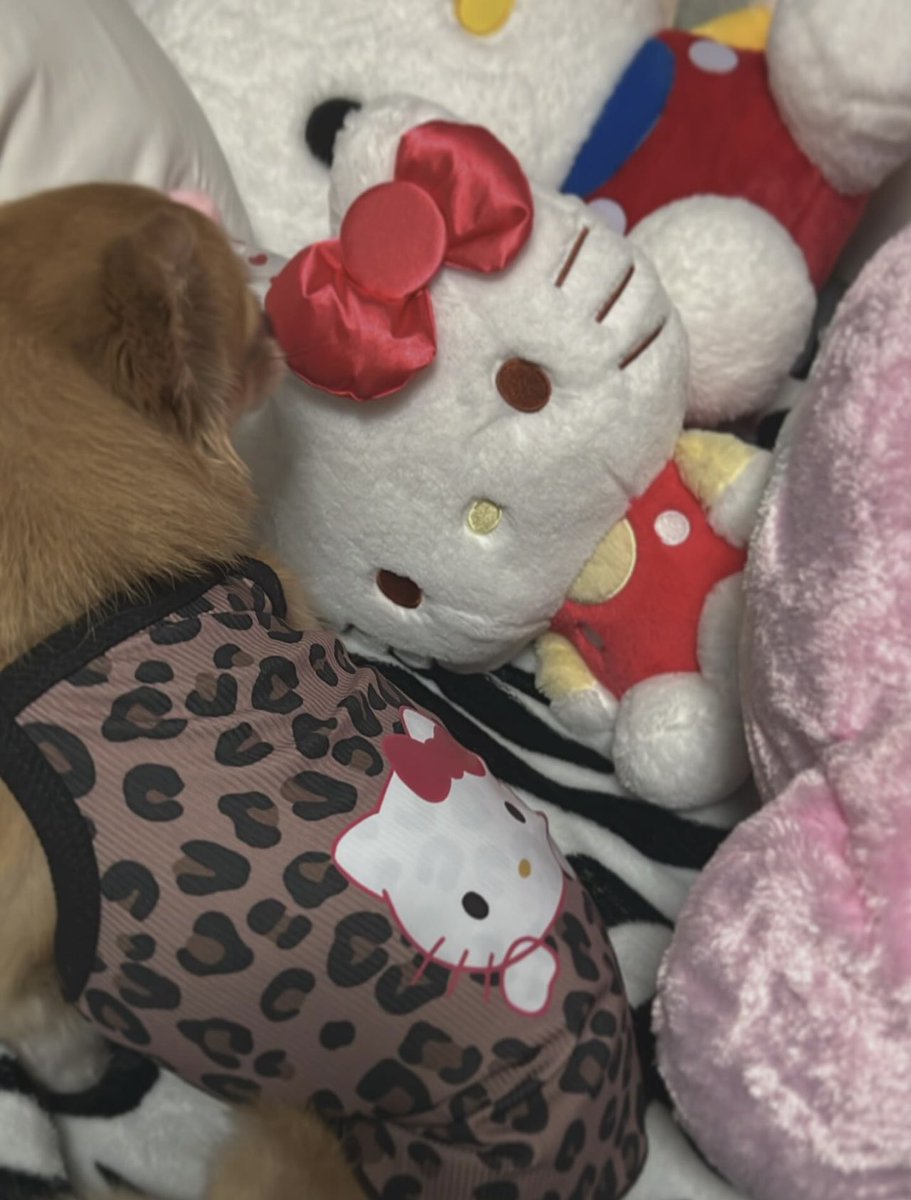 𝗛𝗲𝗹𝗹𝗼 𝗞𝗶𝘁𝘁𝘆 🎀

ヒョウ柄は似合わないって言われるりじゅたん
私の好みにそまらないりじゅたん
Lサイズなのにぴちぴちなりじゅたん
寝床をハローキティにとられるりじゅたん
カメラ苦手なりじゅたん
全部かわいいりじゅたん
