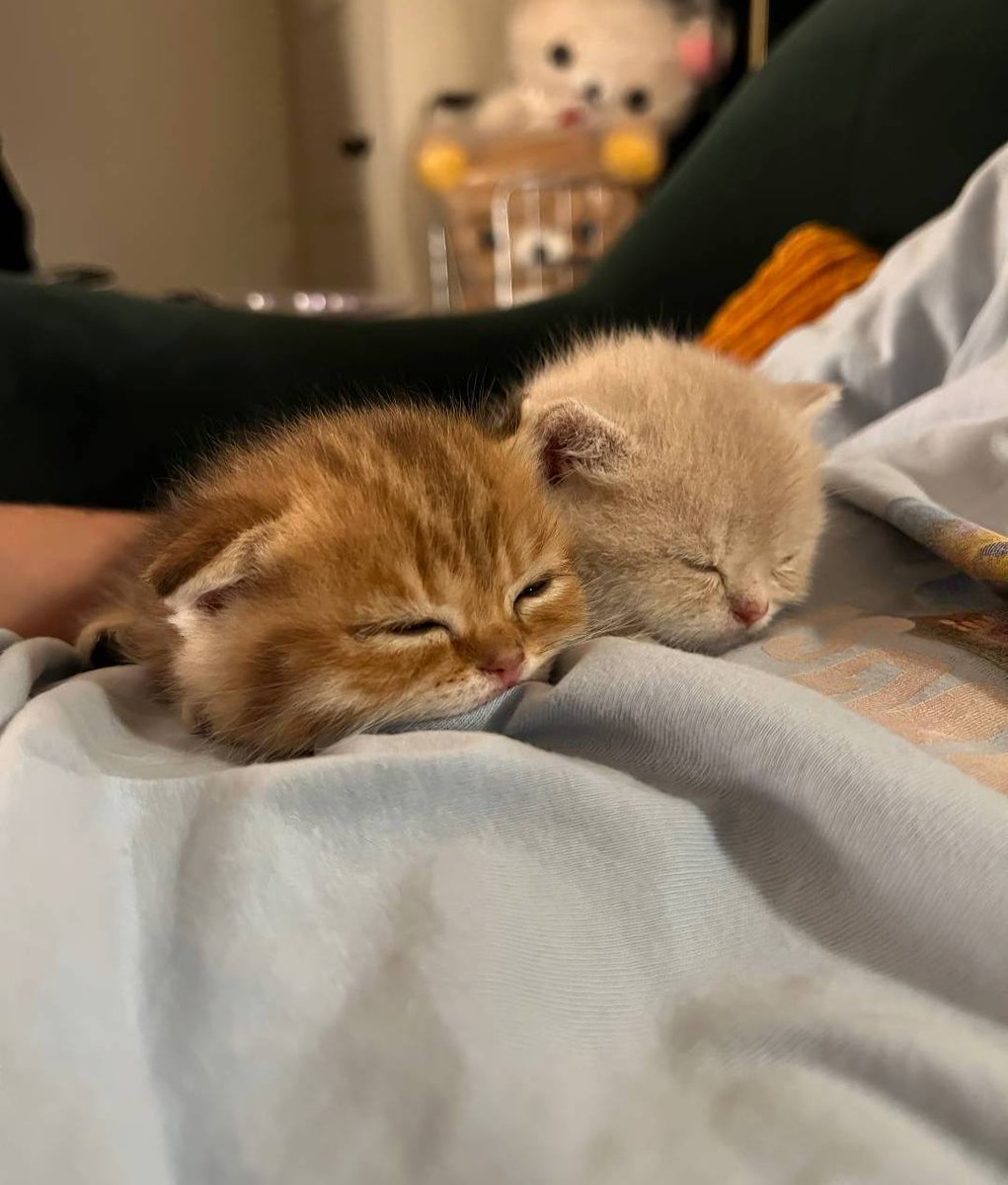 Happy #Caturday 🐈🐾😻