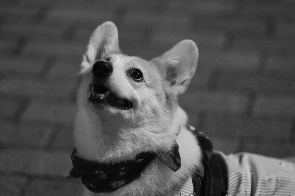 ロイヤルコーギーの壁掛け（制作中） LUY (@IQOXyLyFTg5E7z1) / X