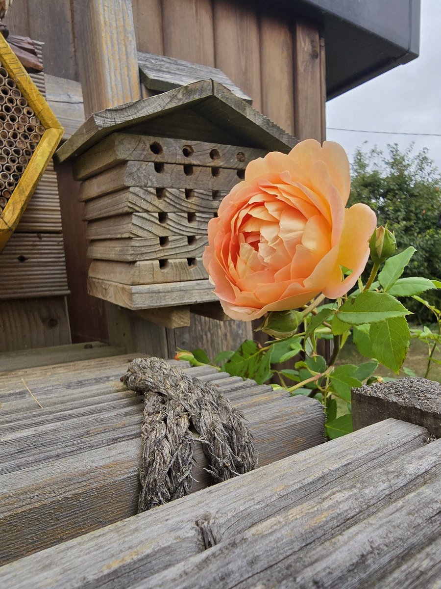 #WeDoGrass Ian (@lawnmasternotts) on Twitter photo Day 1143 of #IansDailyPhotoChallenge and no more honeycombing the shops with my new home delivered insect food buzziness
Or as hive called it 'Beeliveroo'
🤣🤣🤦♂️🐝🥀🐝
#365DaysWild <a href="/Nottswildlife/">Nottinghamshire Wildlife Trust</a> <a href="/WildlifeTrusts/">The Wildlife Trusts</a> Day 1143 of #IansDailyPhotoChallenge and no more honeycombing the shops with my new home delivered insect food buzziness
Or as hive called it 'Beeliveroo'
🤣🤣🤦♂️🐝🥀🐝
#365DaysWild <a href="/Nottswildlife/">Nottinghamshire Wildlife Trust</a> <a href="/WildlifeTrusts/">The Wildlife Trusts</a>