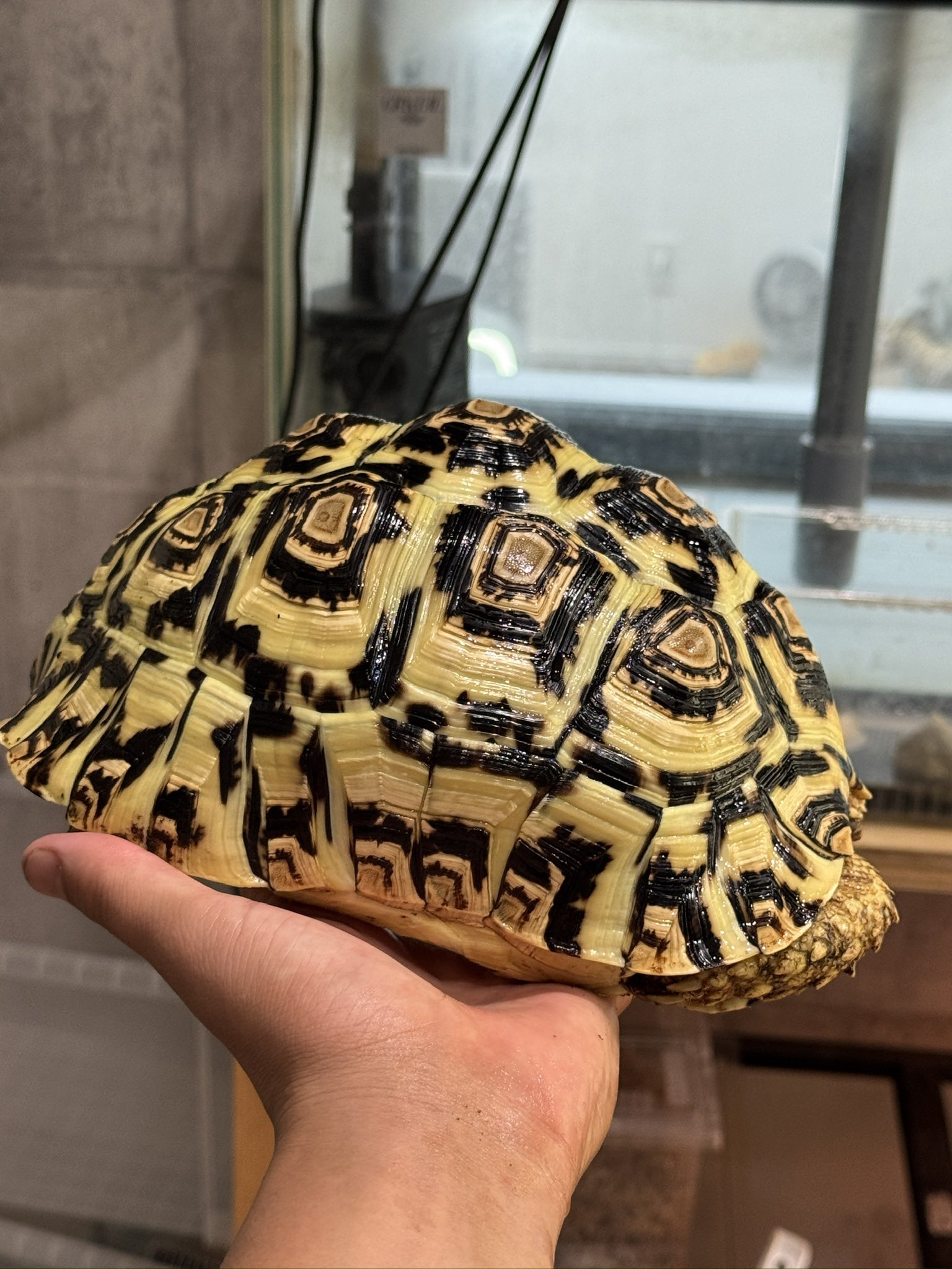 太亀様専用 カメ太様ご確認専用ページ☆筆文字デザインオーダー