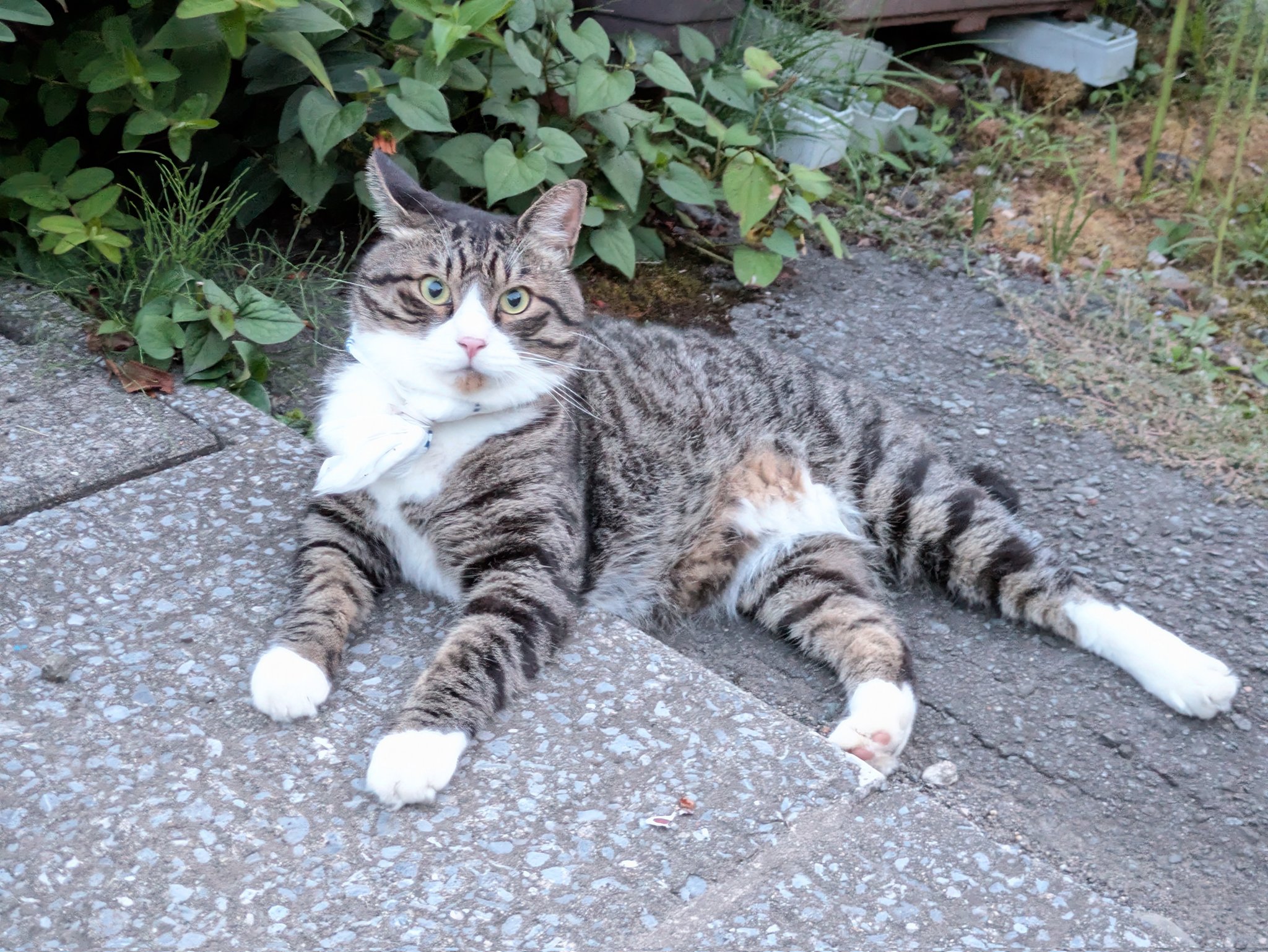 ねこ Amazon.co.jp: SXZGJS 猫スクラッチボール 猫のおもちゃ 木製