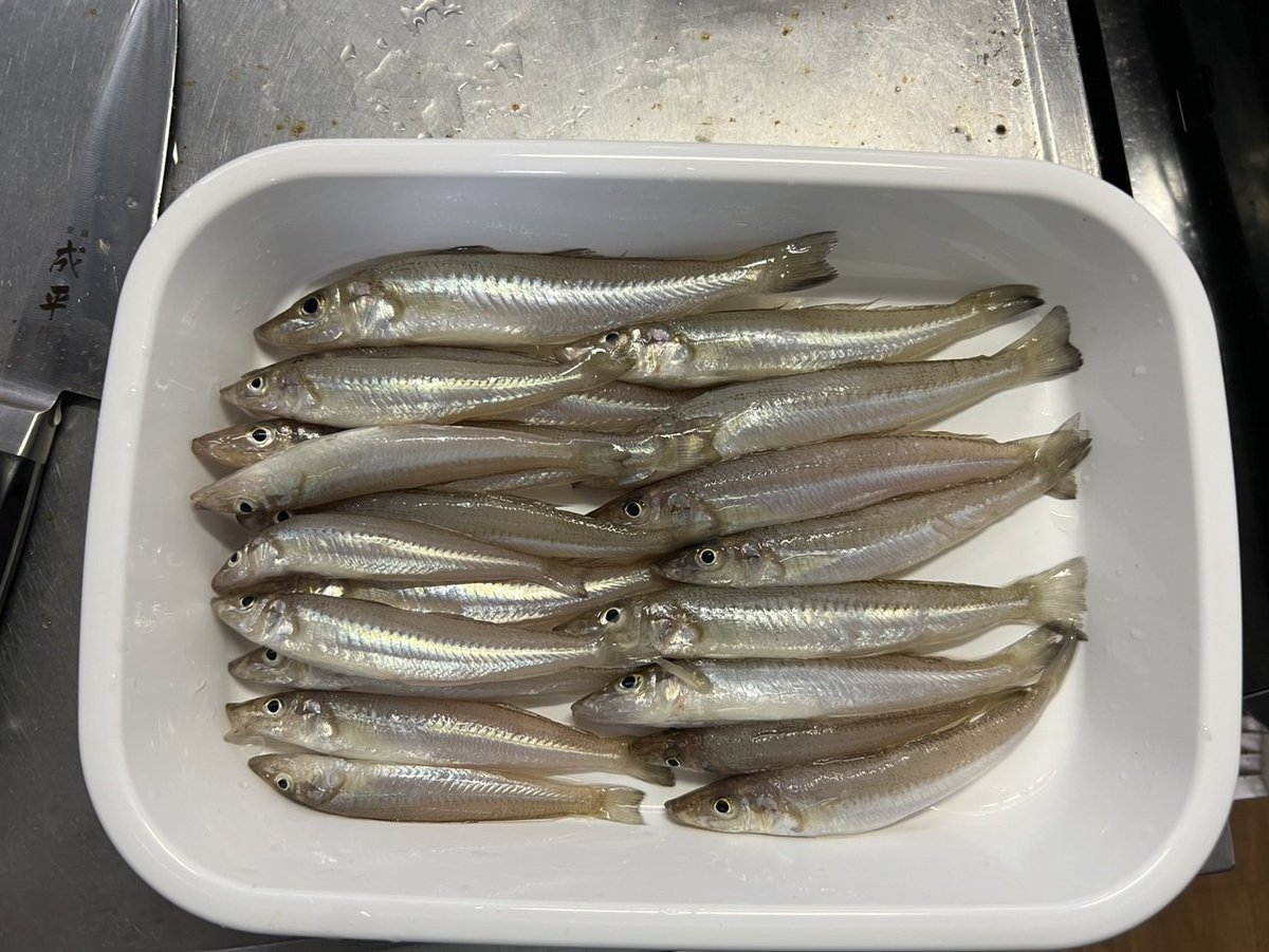 wataru_surf's tweet photo. 久々にサーフへ……
朝から投げ続けたものの魚っ気なし……
転々と北上して半ば諦めてキス釣りに移行。
すると近くで鳥山湧いたのでキス釣りやめてサリュー投下、一投目沖から丁寧に巻いて手前に差し掛かった時にゴンッ‼
ソゲだけど久々すぎてマジ嬉しい
恐るべし常磐炎チャート🙇♂️
#ADASTA
#サリュー https://t.co/DwKRLIfpod