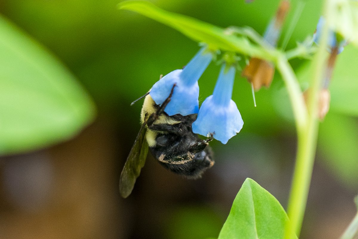Conservancy for CVNP tweet media