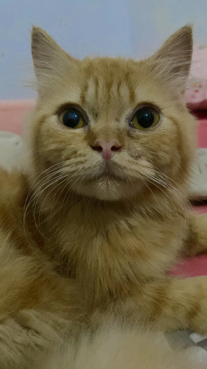 overthink things tweet media