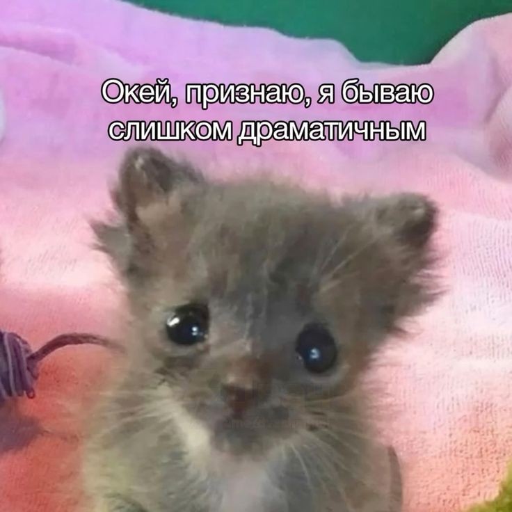 мияги эщкере tweet media