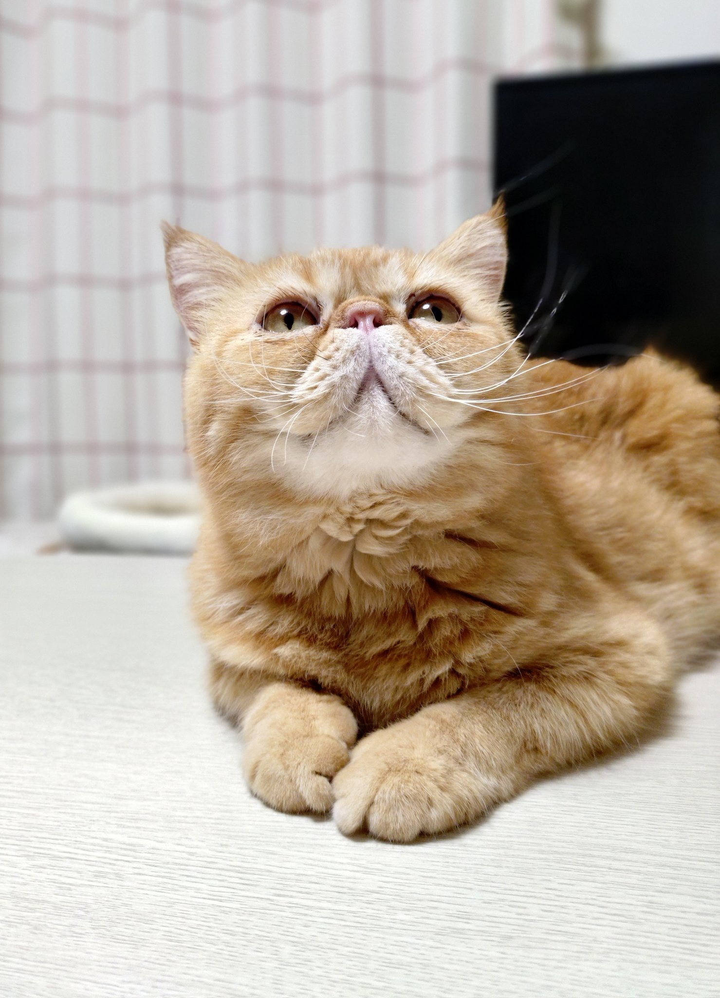にゃん Amazon.co.jp: FUNKS キャットランナー キャットホイール 猫