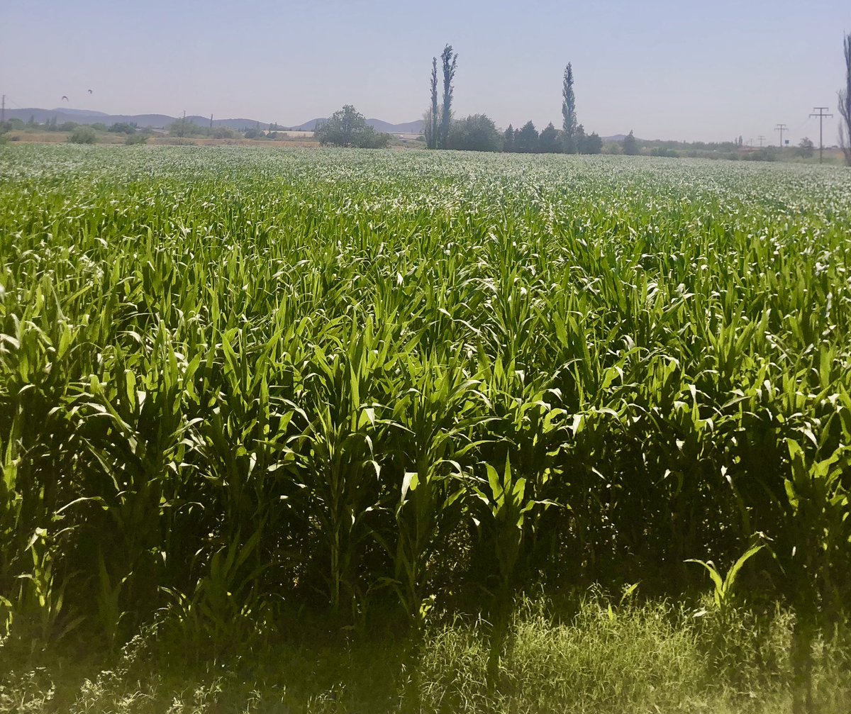 #mısır #sweetcorn #burhaniye #edremit